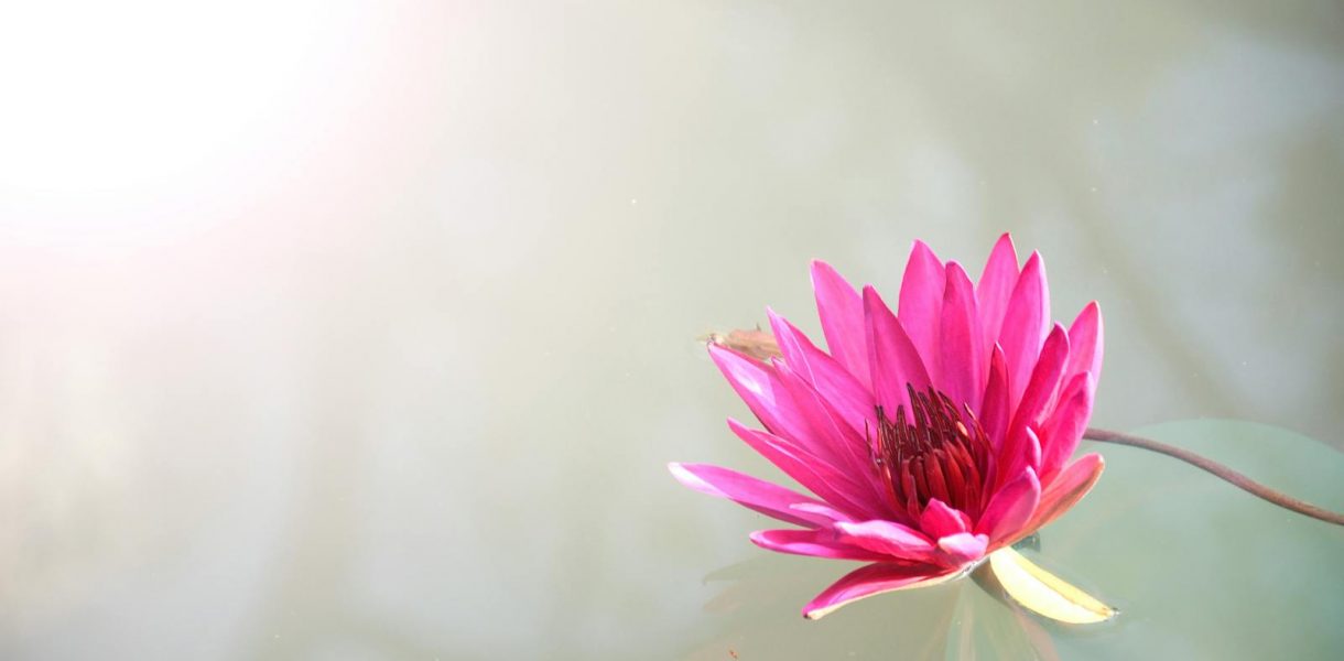Pink Lutos Flower hypersensible libération émotionnelle