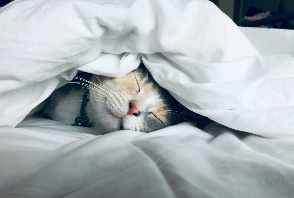 white cat sleeps under white comforter sommeil