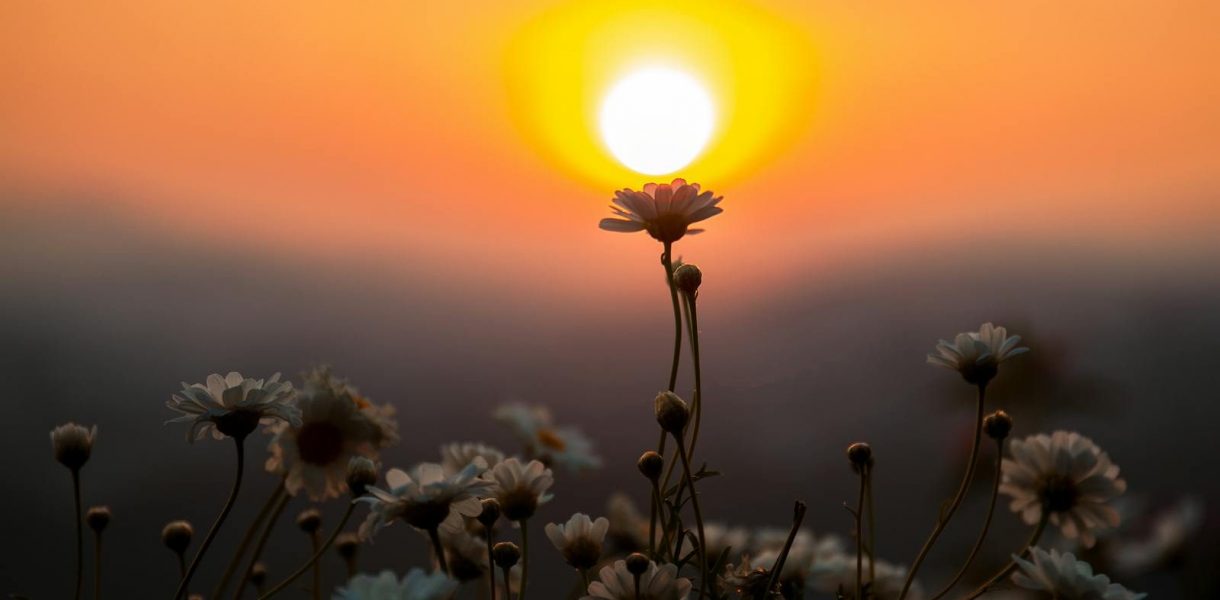 Captivating sunset with daisies in silhouette in Dalat, Vietnam, epanouissement capturing nature's serene beauty.