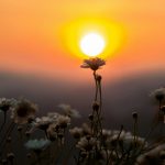 Captivating sunset with daisies in silhouette in Dalat, Vietnam, epanouissement capturing nature's serene beauty.
