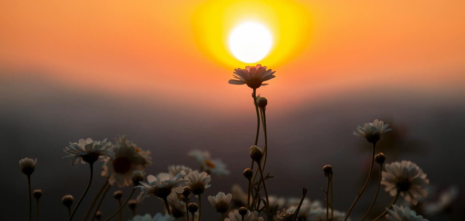 Captivating sunset with daisies in silhouette in Dalat, Vietnam, epanouissement capturing nature's serene beauty.