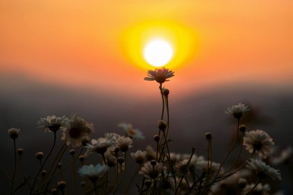 Captivating sunset with daisies in silhouette in Dalat, Vietnam, epanouissement capturing nature's serene beauty.