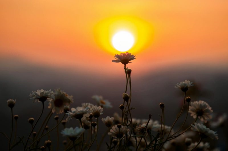 Captivating sunset with daisies in silhouette in Dalat, Vietnam, epanouissement capturing nature's serene beauty.