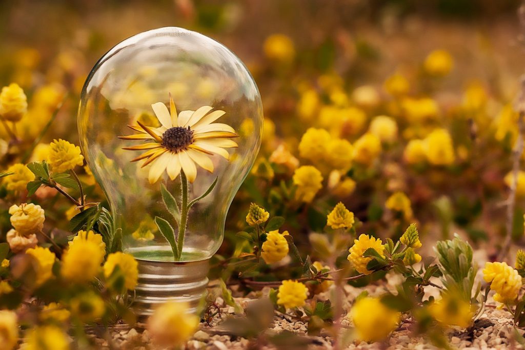 yellow flowers in clear glass vase
épanouissement