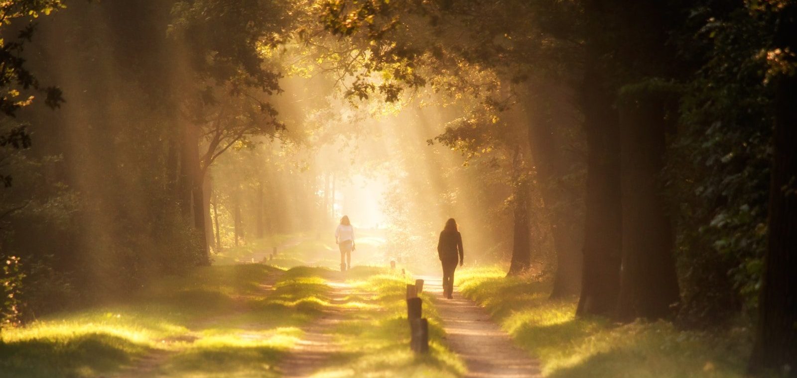 ma place, réalignement person standing on pathway between trees during daytime